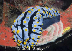 nudi laying eggs by Geoff Spiby 